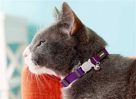 breakaway cat collars